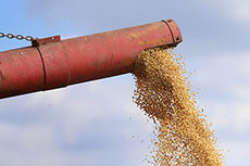 CP reports record January for grain transport 